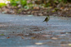 コルリ♀