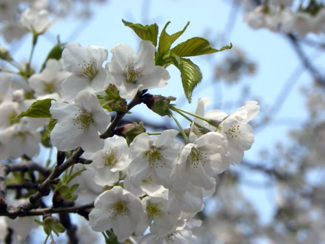 Spring