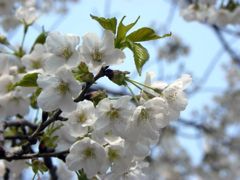 Spring