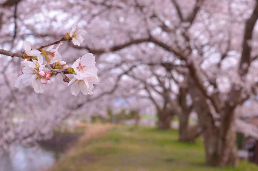 桜。