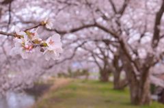 桜。