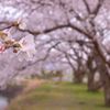 桜。