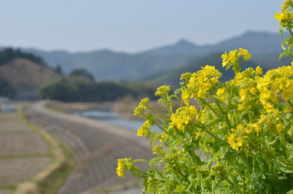 菜の花日和