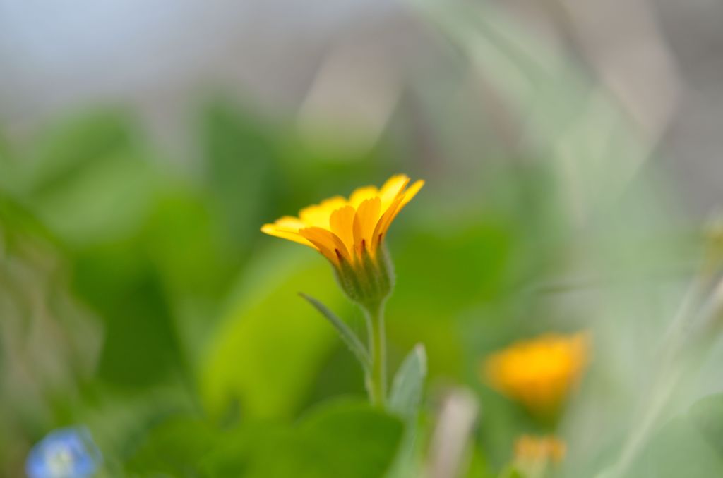 好きな花　カレンデュラ。