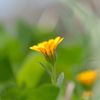 好きな花　カレンデュラ。