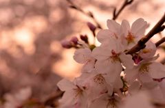 夕桜。