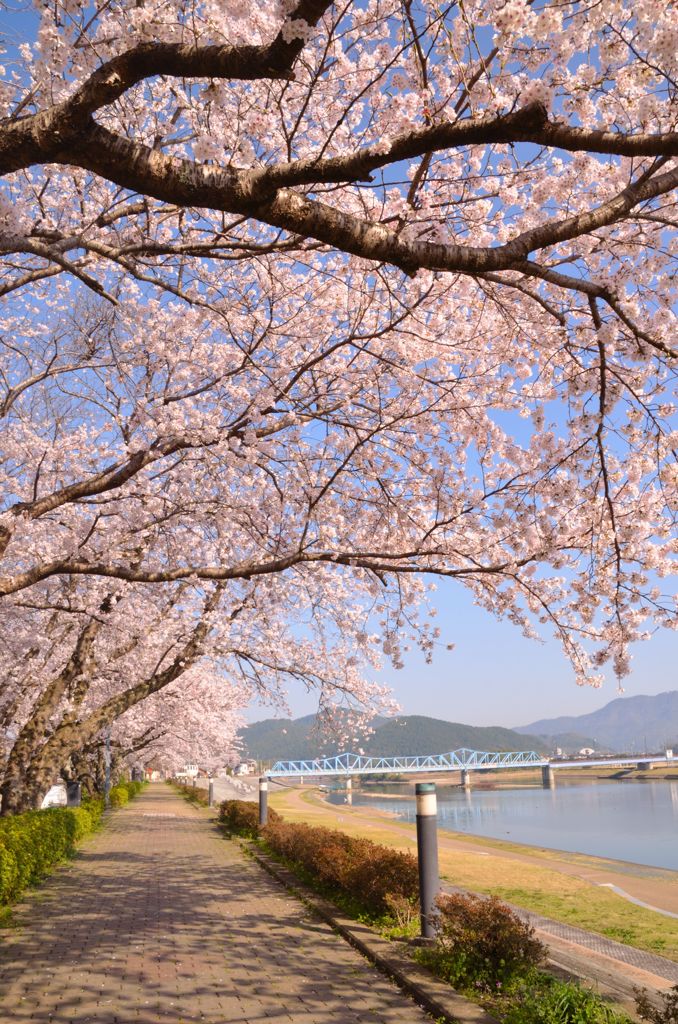 桜木花道。