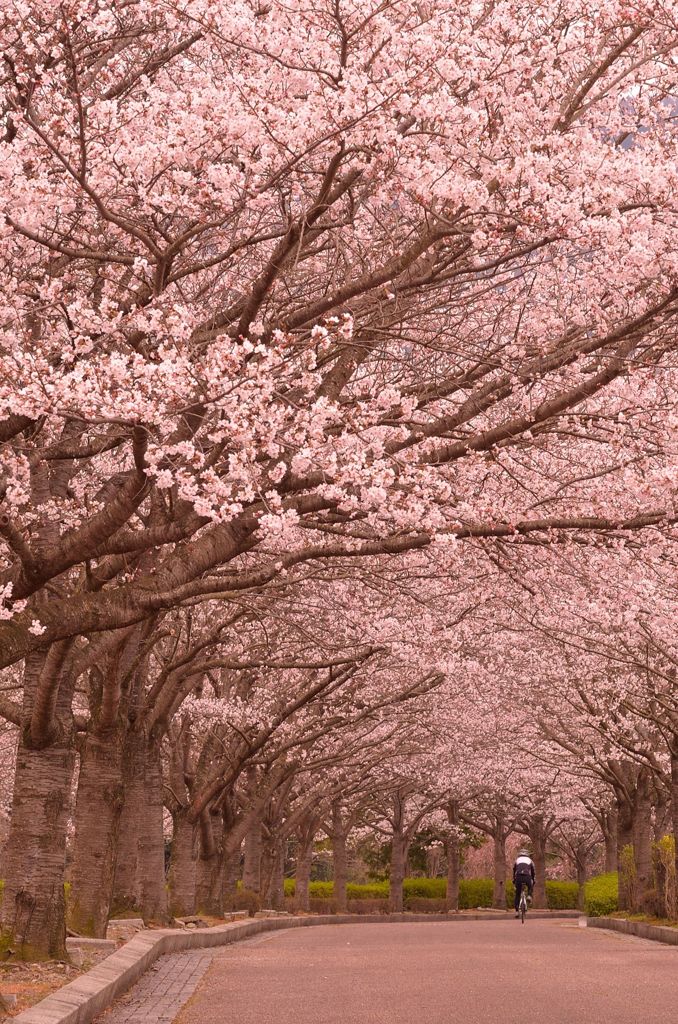 お花見サイクリング