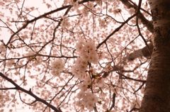 見上げ桜。