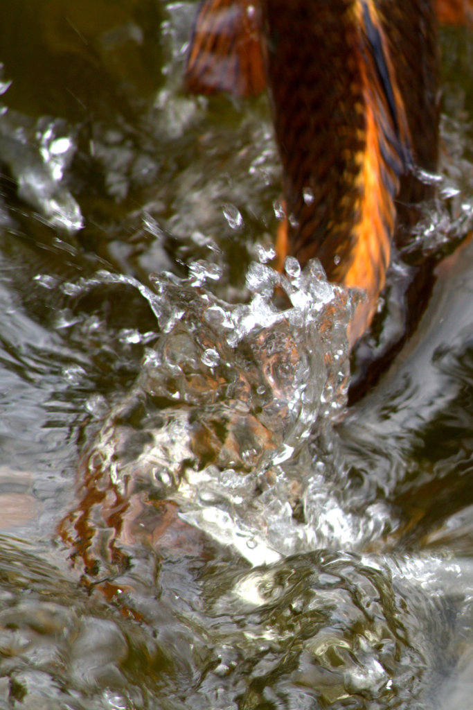 撮り逃した瞬間は大きい