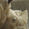 サイの眠り