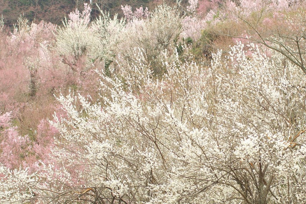 花見山の花々