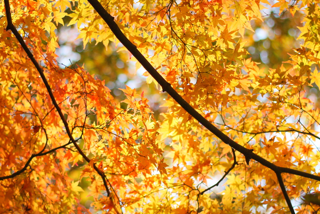 塩竃神社の紅葉２