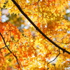 塩竃神社の紅葉２