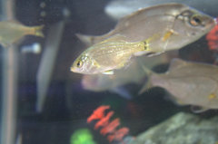 光る稚魚