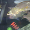 光る稚魚