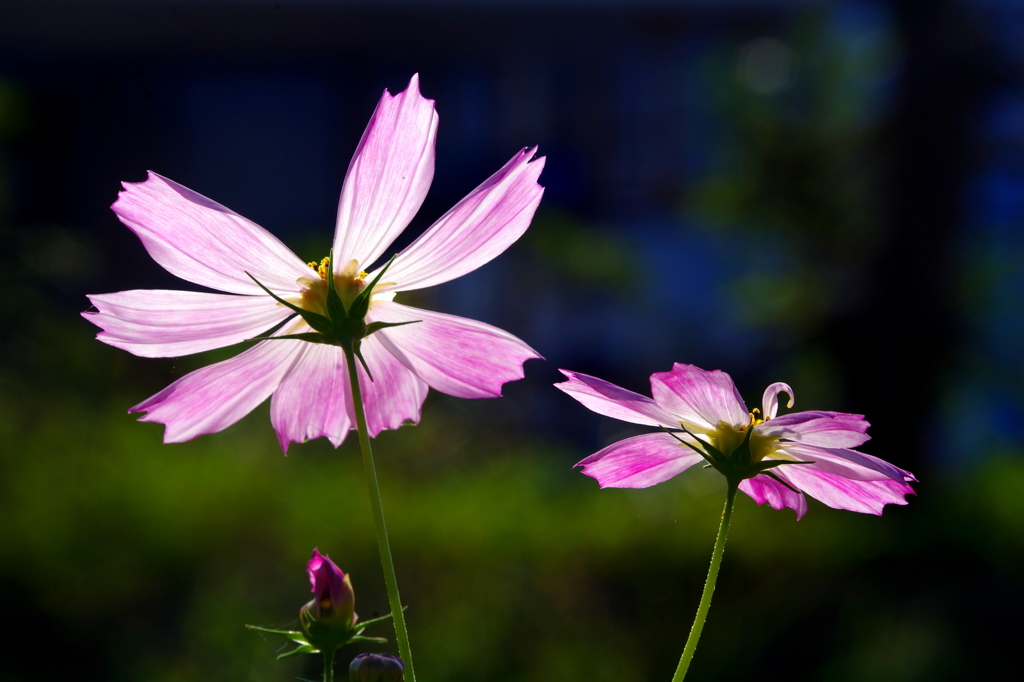 すける花びら