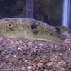 白目が黄色いマフグ