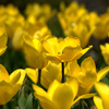黄色い花壇