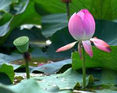 蓮華と蓮根