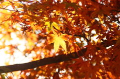 塩竃神社のもみじ