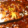 塩竃神社のもみじ