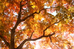 塩竃神社の紅葉