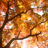 塩竃神社の紅葉