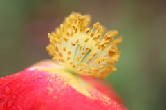 花粉は花びらの上に落ちる
