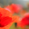 ポピーの花壇