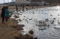 内沼の鳥たち