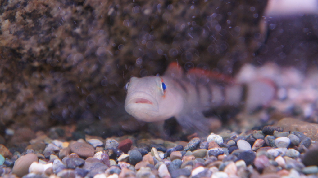 たぶんハゼ