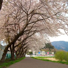 大船渡の桜並木