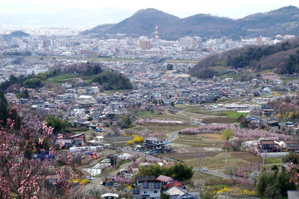 花見山から福島市をのぞむ