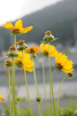 夕暮れの花