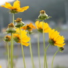 夕暮れの花