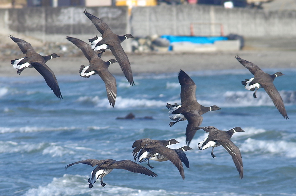 海岸を飛ぶ鳥たち