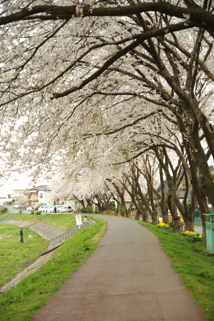 大船渡の桜並木２