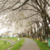 大船渡の桜並木２