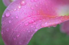 雨の中の花びら