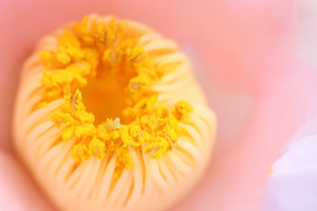 花芯