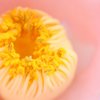 花芯