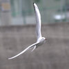 のびあがる