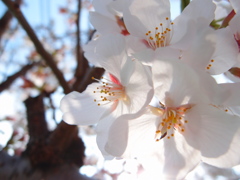 透桜