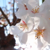 透桜