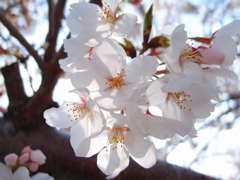 透桜