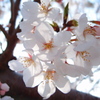 透桜