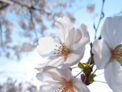 透桜