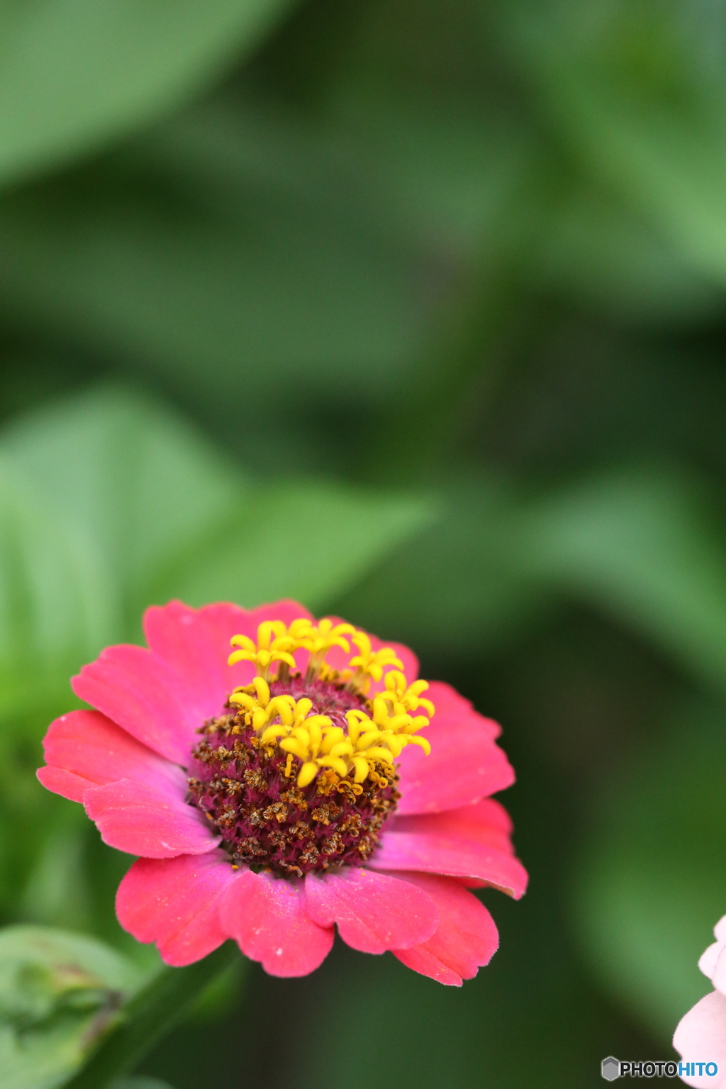 花一輪