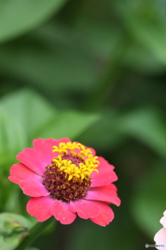 花一輪